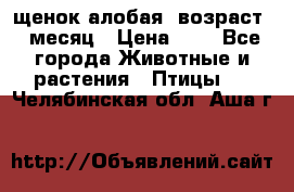 щенок алобая .возраст 1 месяц › Цена ­ 7 - Все города Животные и растения » Птицы   . Челябинская обл.,Аша г.